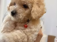 Maltipoo balası – krem rəngli, qıvırcıq tüklü, kiçik ölçülü ev iti — 照片 1