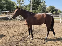 Caballo, Caballos — foto 4