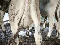 Byk, Swiss cattle — zdjęcie 3