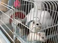 Salam Qəfəs qarisiq satılır 8 Ədəd Hamster var içərsində. Gelen ay — Foto 1