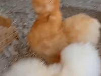 Chickens — फ़ोटो 2