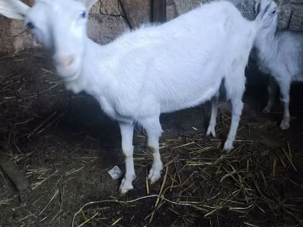 बकरा, Alpine goat