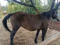 Kobyła, Konie — zdjęcie 1