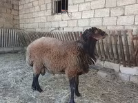 Qoç, Qoyunlar — foto 2