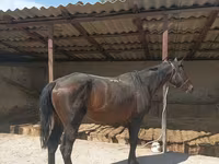 حصان, Karachay horse — الصورة 5
