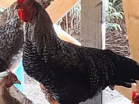 Chickens — foto 3