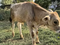 Toro, Swiss cattle — foto 1