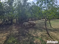 Beran, Tsigai sheep — foto 3
