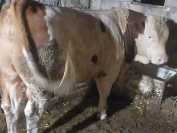 Buğa, Simmental cattle — Azərbaycan