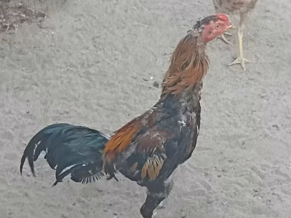 Chickens