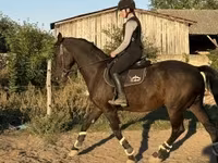公马, Nonius horse — 照片 3