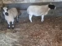 Beran, Dorper sheep — foto 5