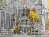 Məhsul: Qəfəsdə cüt papuqay (lovebird) və tam aksesuar dəsti Təsvir — الصورة 1