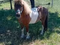 Caballo, Indian half-bred — foto 1