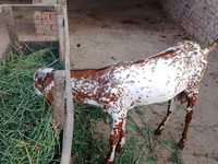 公山羊, Goats — 照片 1