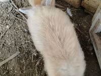 Chickens — foto 5