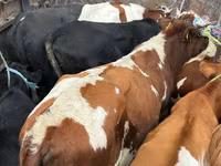 Buğa, Simmental cattle — foto 1