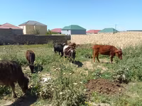 İnək, Mal-qara — foto 4