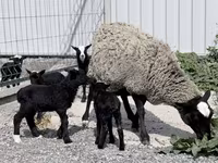 भेड़, Romanov sheep — फ़ोटो 1