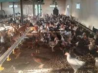 Chickens — photo 2