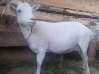 Goat, Saanen goat — photo 1