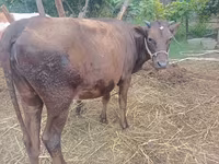 İnək, Simmental cattle — foto 4