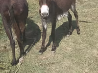Horses (batch, sex not specified), Horses — photo 1