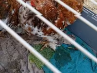 Pekin Bantam — foto 2