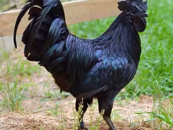 Chickens — أرمينيا