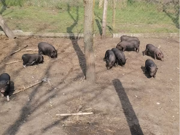Sow, Вьетнамская вислобрюхая