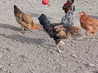 Chickens — photo 3