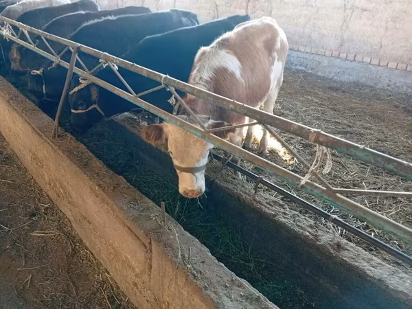 Krava, Swiss cattle