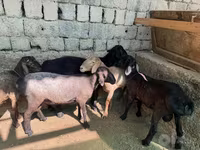 Qoç, Rhon sheep — foto 2