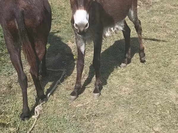 Horses (batch, sex not specified), Horses — Azerbaijan