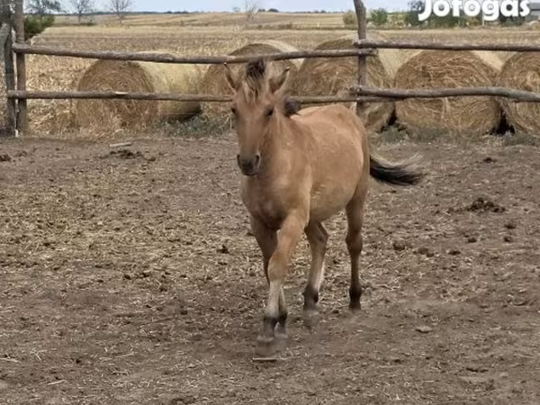 Кобила, Fjогd