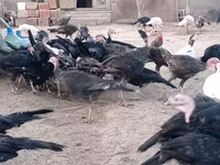 अमेरिकन बफ — फ़ोटो 7