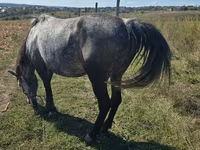 Yegua, Caballos — foto 2