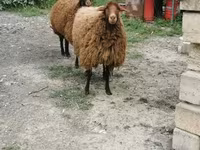 Sheep, Sheep — photo 2