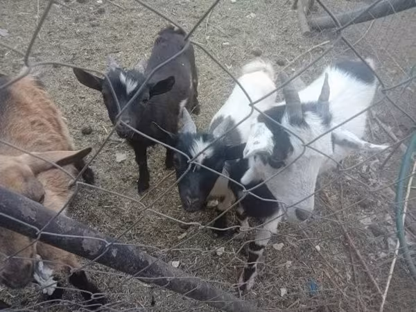Kozy (šarže, pohlaví neuvedeno), Kozy