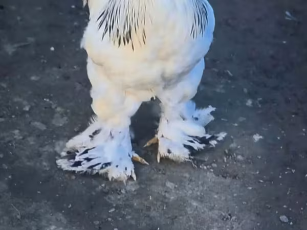 Brahma