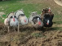 Turkeys — photo 5