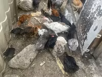 Chickens — photo 6