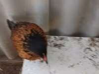Danish hen — 2-rasm
