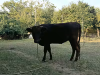 Cow, Aberdeen-Angus — photo 2