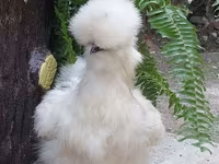 Chickens — फ़ोटो 5