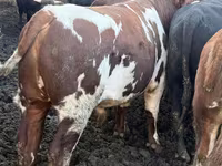 Buğa, Simmental cattle — foto 6