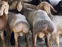 Carnero, Arashan sheep — foto 3
