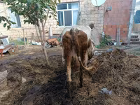 Cow, Simmental cattle — photo 3