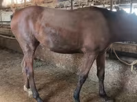 母马, Thoroughbred horse — 照片 5