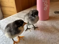 Chickens — photo 1